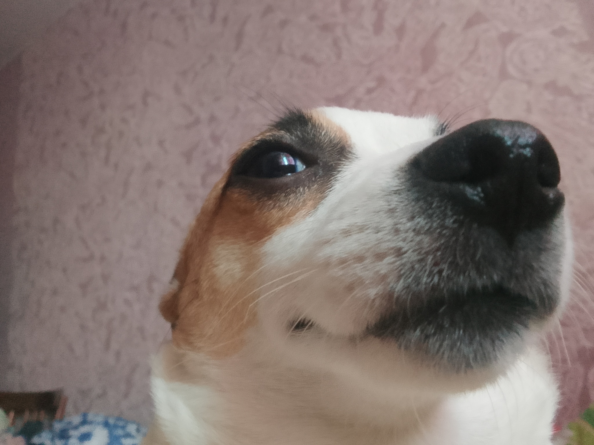 Тридцать три - Моё, День рождения, Собака