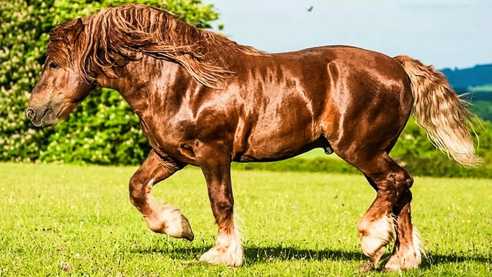 ������ ������ �� ����, ����� ���� �� ��������