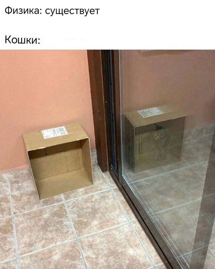 Кот Шрёдингера