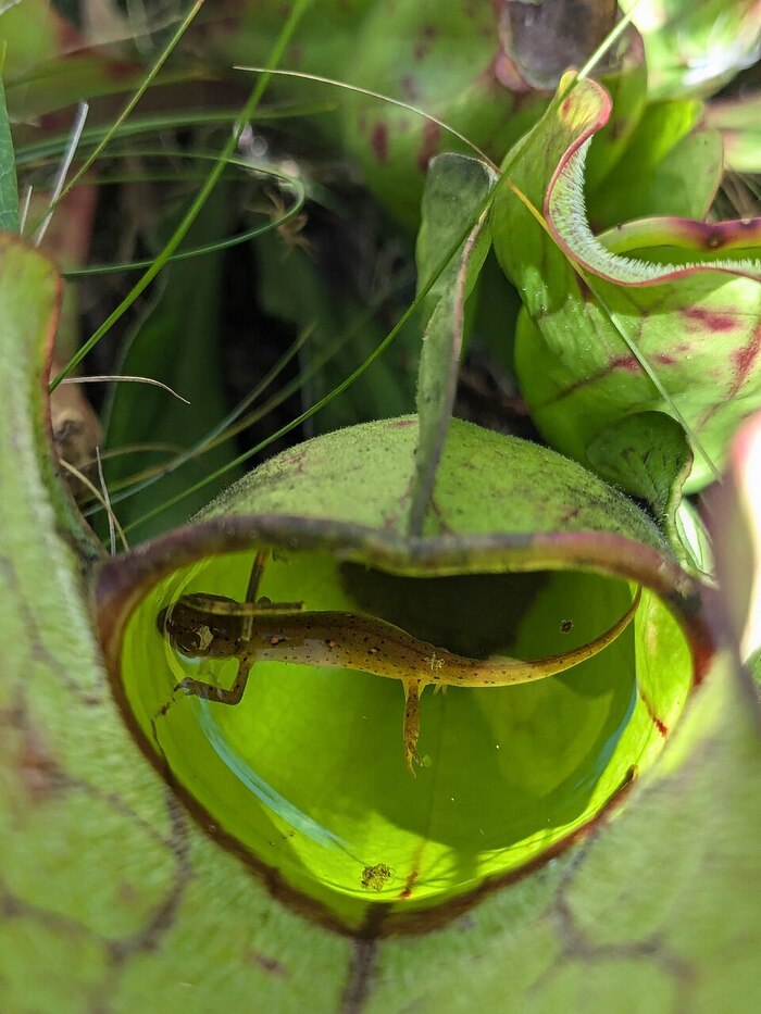 ���� ���������� ��������� � ��������� ��������. ����&nbsp; � ����� <!--noindex--><a href="https://pikabu.ru/story/khishchnyie_sarratseniya_13755413?u=http%3A%2F%2Finaturalist.org&t=inaturalist.org&h=36da29dc9fa38f53878b53b1ea8a2c5941d0e9cc" title="http://inaturalist.org" target="_blank" rel="nofollow noopener">inaturalist.org</a><!--/noindex-->.