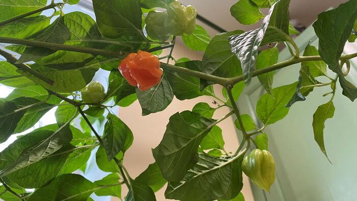 ������� �������� ����� ������ �������