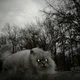 ����� ����� ������ ���� �����������