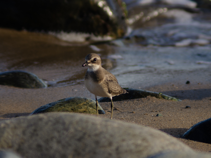 ������� ��������)