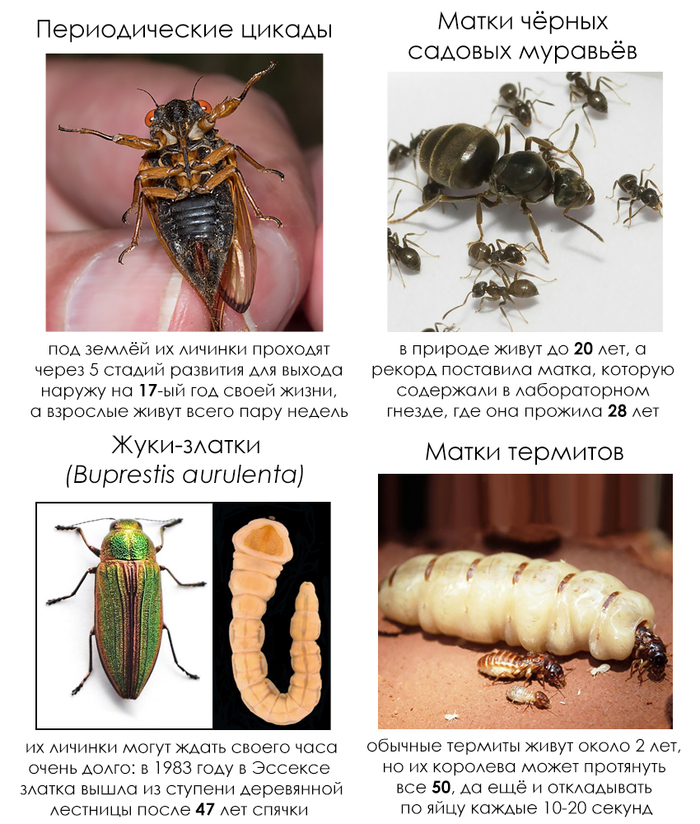 �������� ����� #80