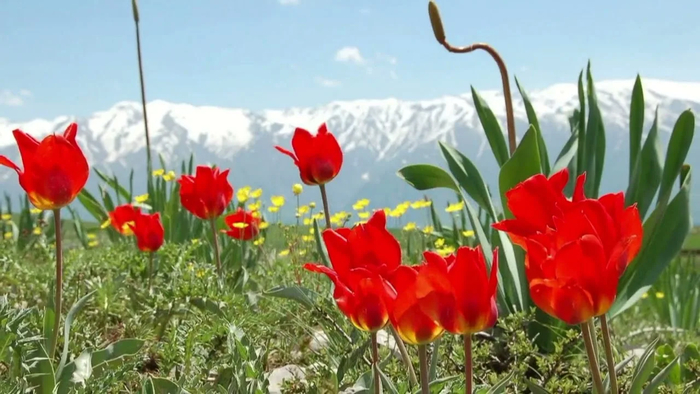 ������������ ��������