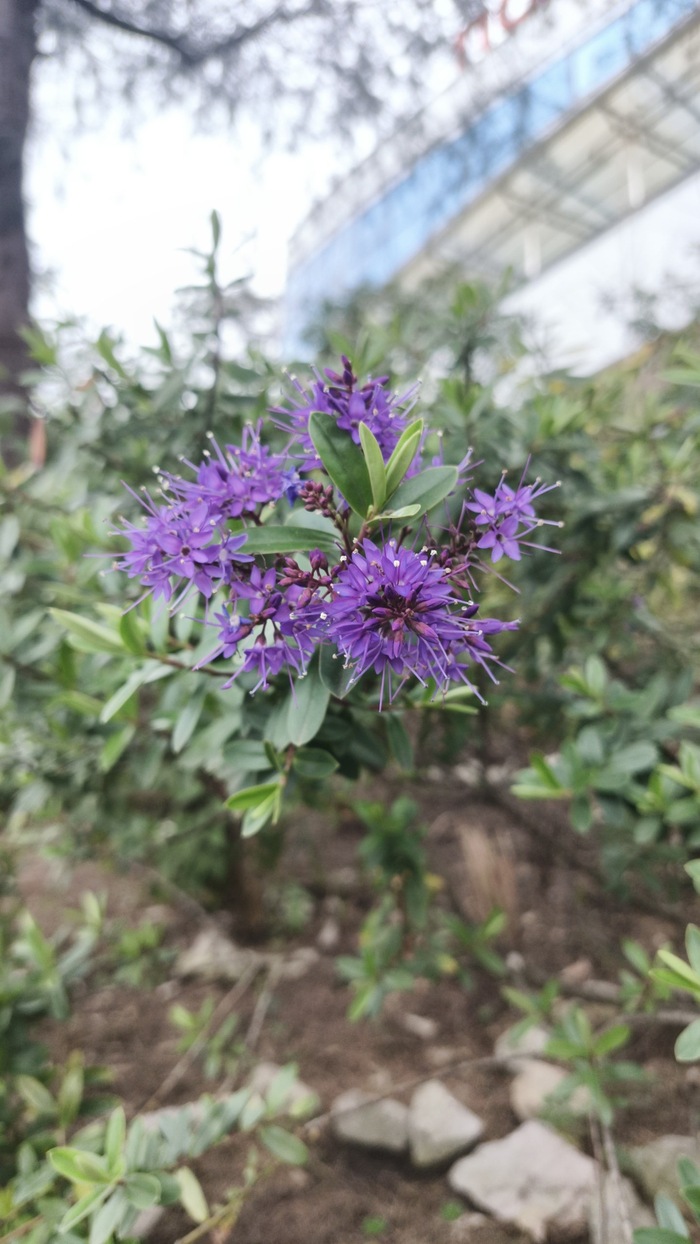 ����������� ������������� ��� ���