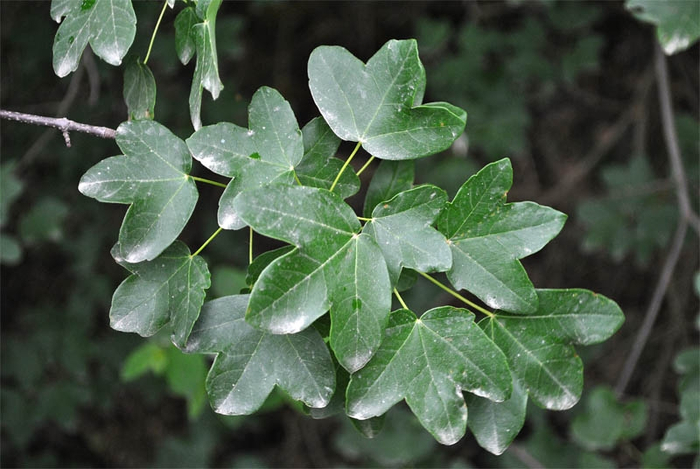 У клёна грузинского кожистые листья.