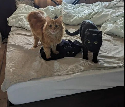 ����� �� ���� ������������