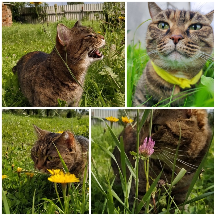 ������ �������