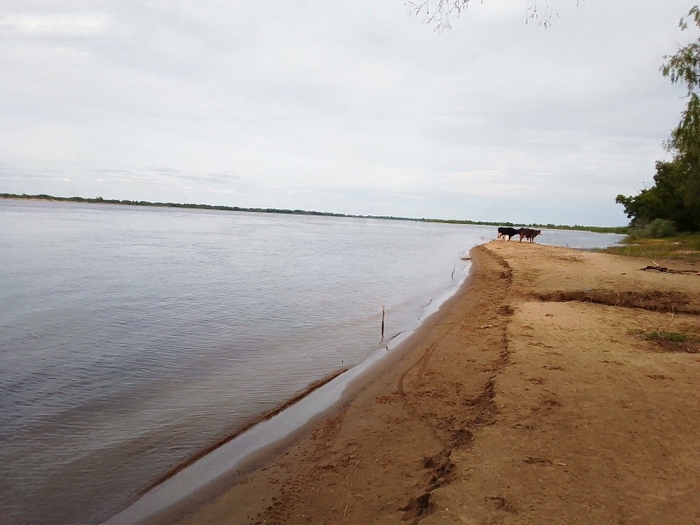 ������ ����������. �����