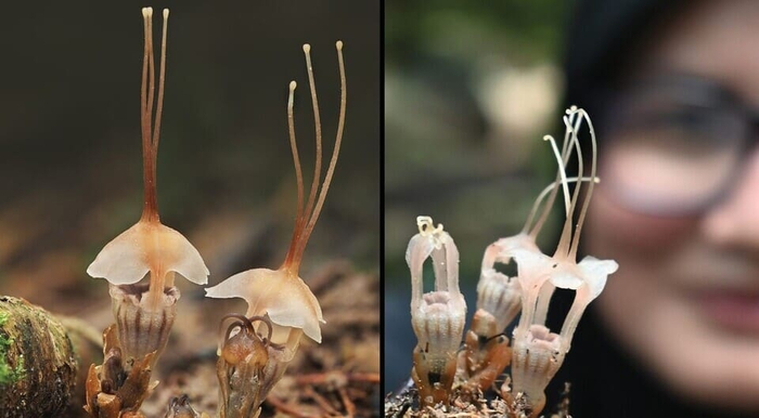 Thismia selangorensis.