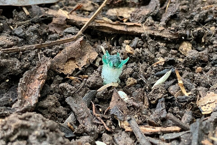 Разнообразная окраска цветков тисмий.