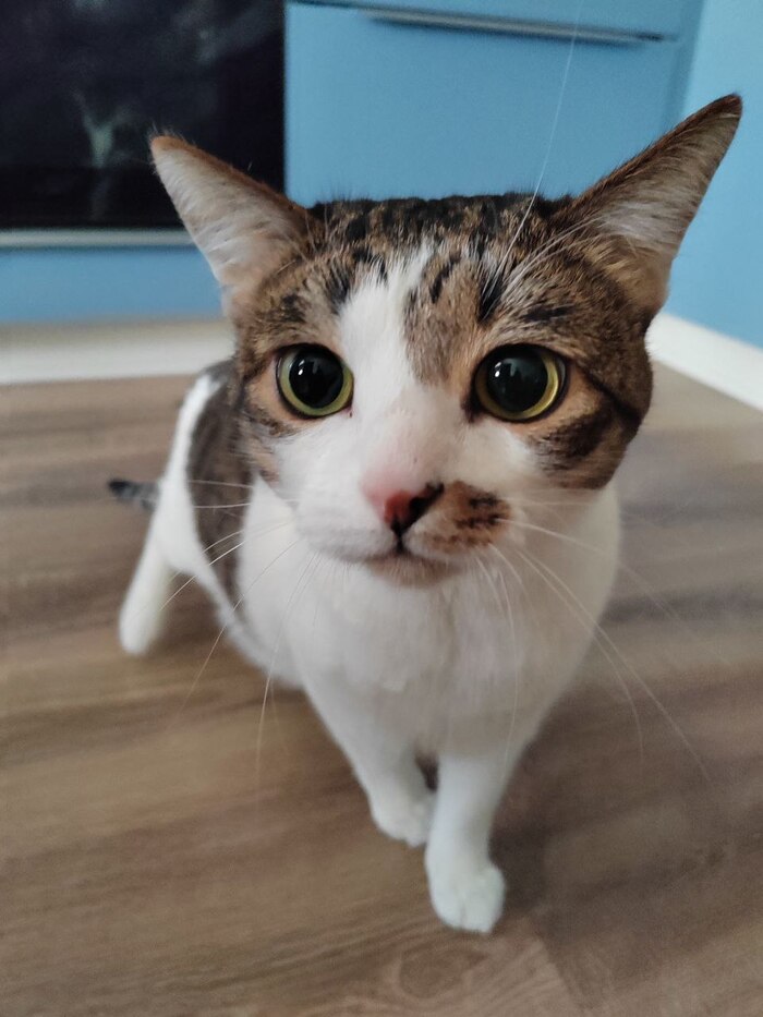 Котика вам в ленту )