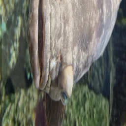 Skaji300