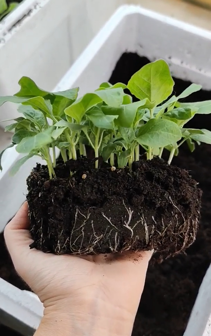 � ����� �������� ���������