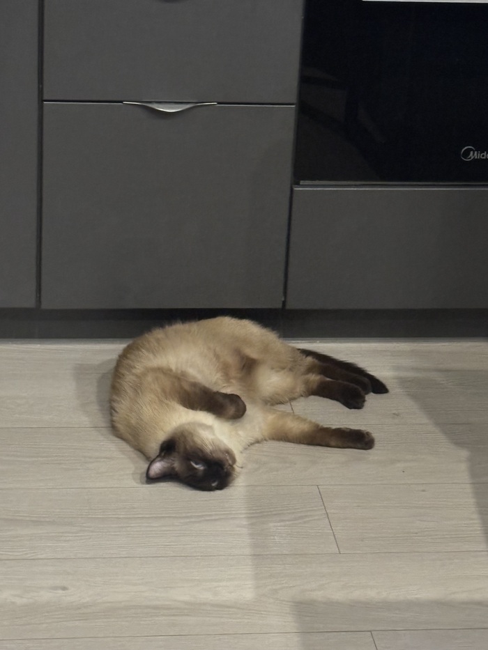 Пал в битве