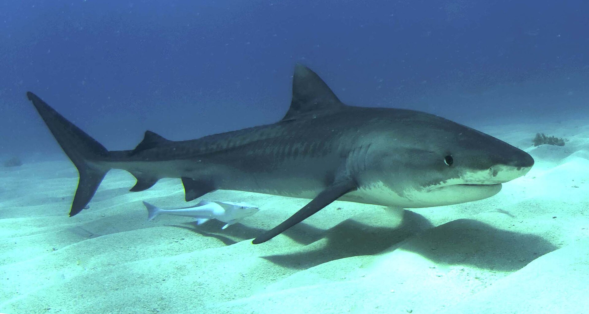 A word for the poor shark! Why does it only bite once? - My, Ocean, Sea, Ship, Shark, In the animal world, Nauchpop, Marine life, Relaxation, Vacation, A fish, Video, Vertical video, Short videos, Longpost