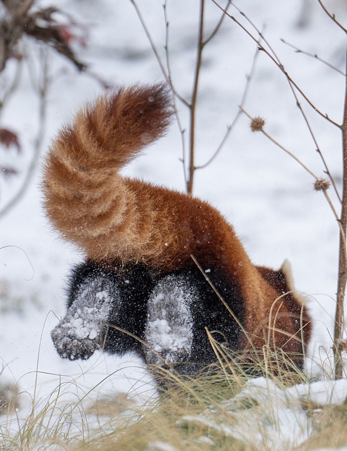 ������, ������� �������