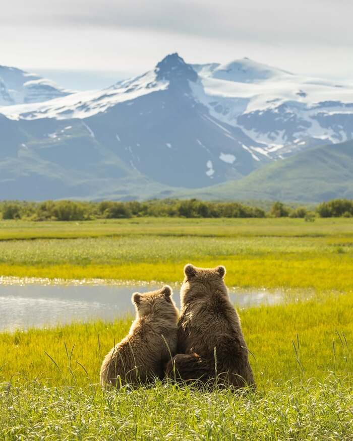 Медведи любуются горами