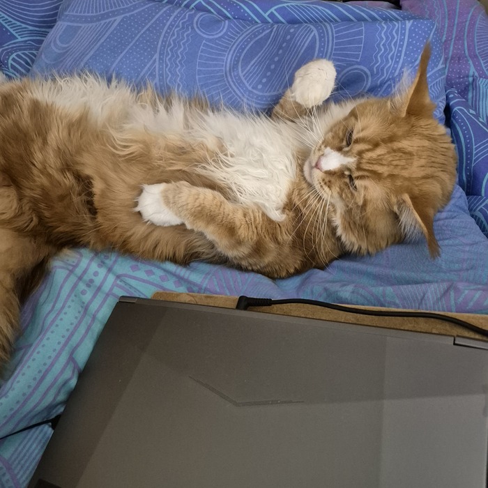 Кот развалился