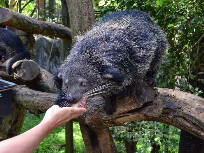 Отлов бинтуронгов ведётся нещадно. Браконьерам до лампочки, куда пойдёт «улов» после продажи: хоть в зоопарк, хоть на шашлык.