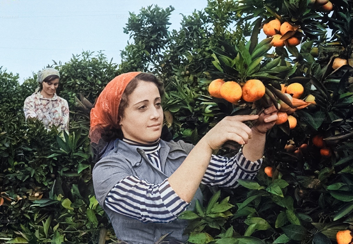 ��������: H.����������