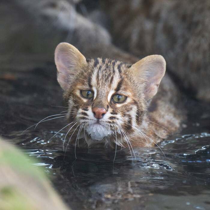 � ��� ����-�������� ������� � �������?