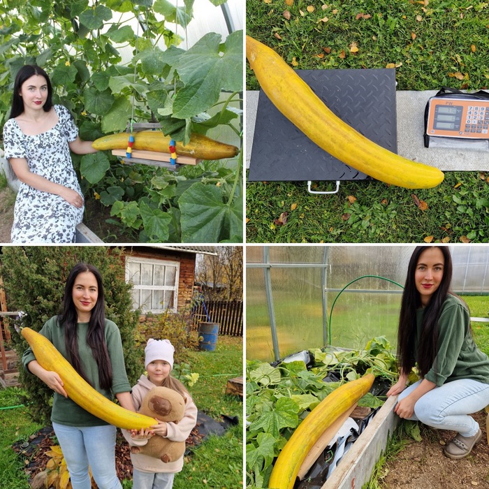 Юлия с прелестной дочкой Иоанной и Рекордный северный гигантский огурец весом 7 ко 700 гр 94 см
