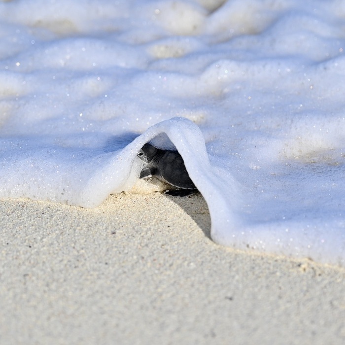 ��� ��������� ��������.