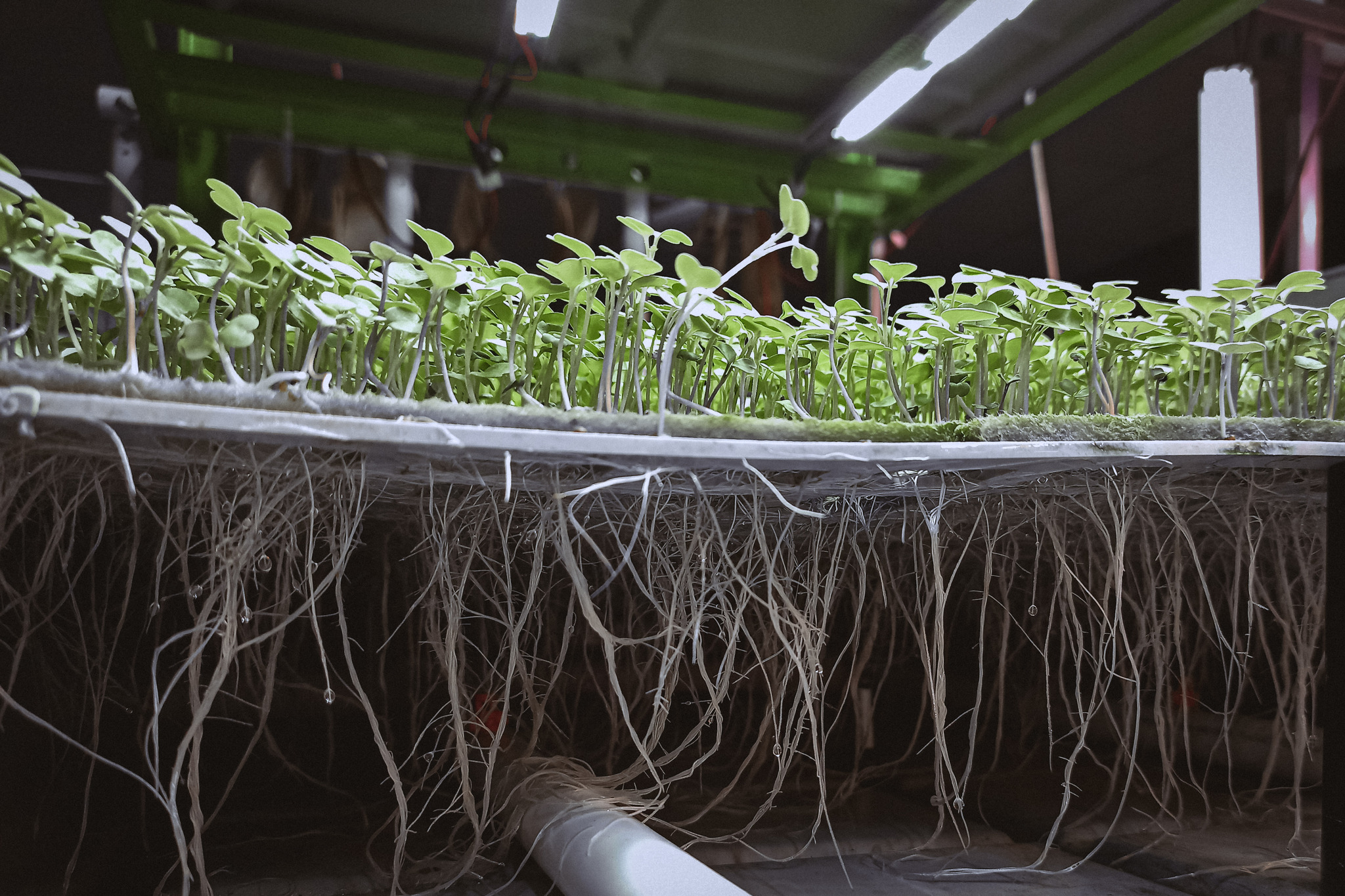 Is it possible to get a grant for a vertical farm? I'm exploring all the options. - Grants, Government support, Business, Farming, Longpost
