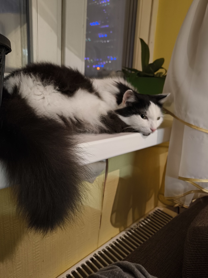 ��������� ���� ������, ������ ����� ����