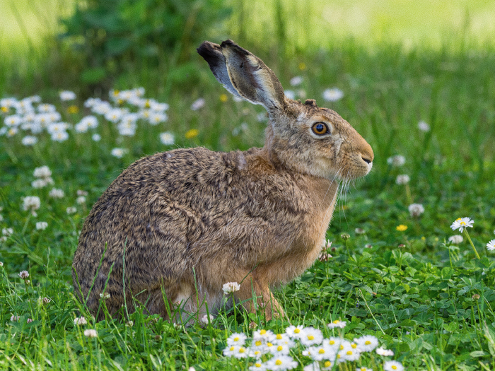 Гончие идут до последнего: пока Косой не упадёт от полного изнеможения. Учёные называют это „миопатией отлова“ — зверь погибает от внутреннего истощения ещё до того, как его схватят.