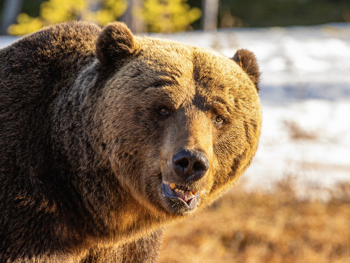 Медведь в берлоге не ест, не пьёт и не испражняется. Он слаб, дезориентирован и не способен к полноценной обороне.