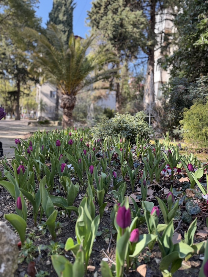 ������ ���������