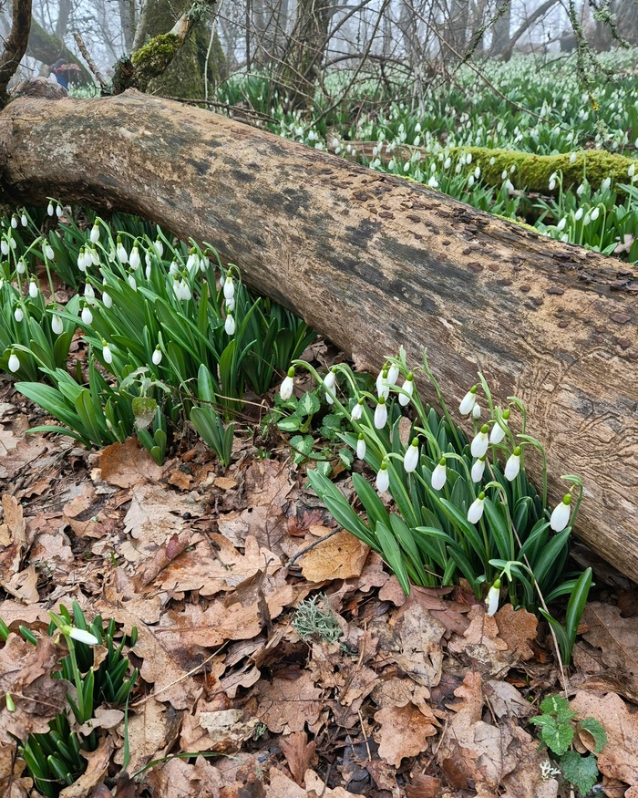 ����, ���� ��-���. ���� �. �������.