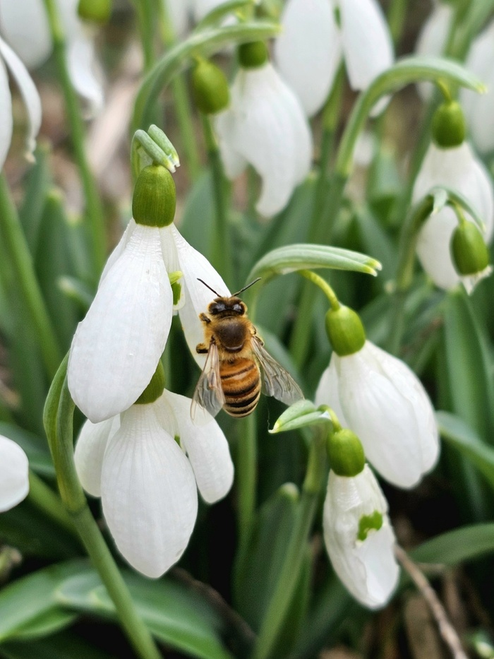 ���� �. �������.