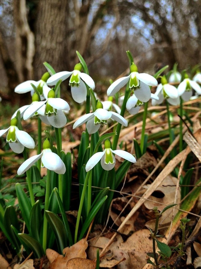 ����. ���� �. ����������.