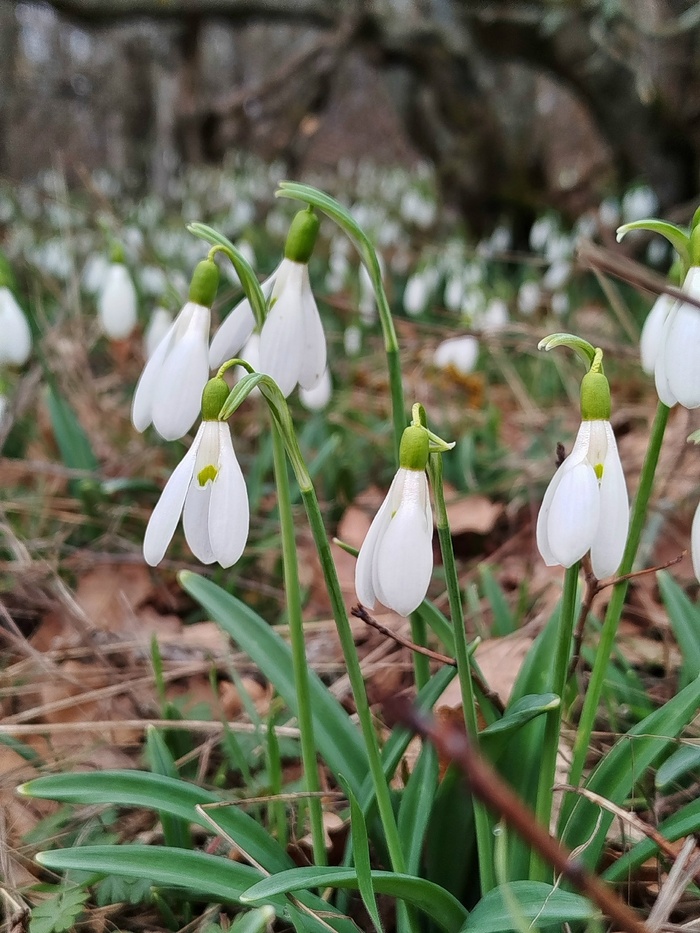 �������� ����������� ����������� � �����. ���� �. ��������.