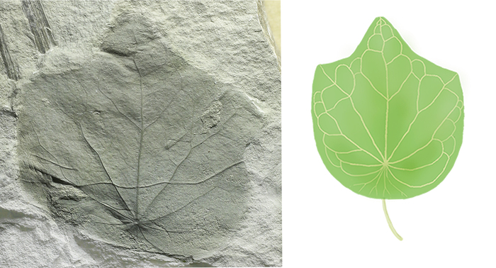 Лист нового вида Menispermites temlyanensis и его реконструкция.