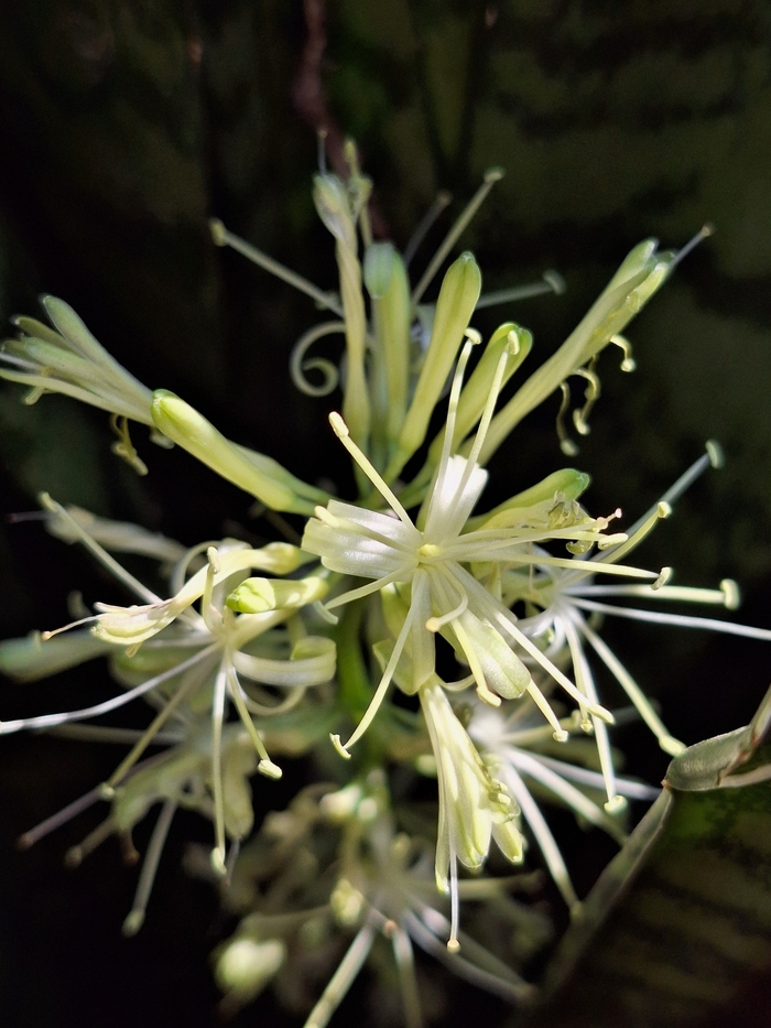 ������ ������� ����������� (��������). ���� � ����� <!--noindex--><a href="https://pikabu.ru/story/tyoshchin_yazyik_13789361?u=http%3A%2F%2Finaturalist.org&t=inaturalist.org&h=36da29dc9fa38f53878b53b1ea8a2c5941d0e9cc" title="http://inaturalist.org" target="_blank" rel="nofollow noopener">inaturalist.org</a><!--/noindex-->.