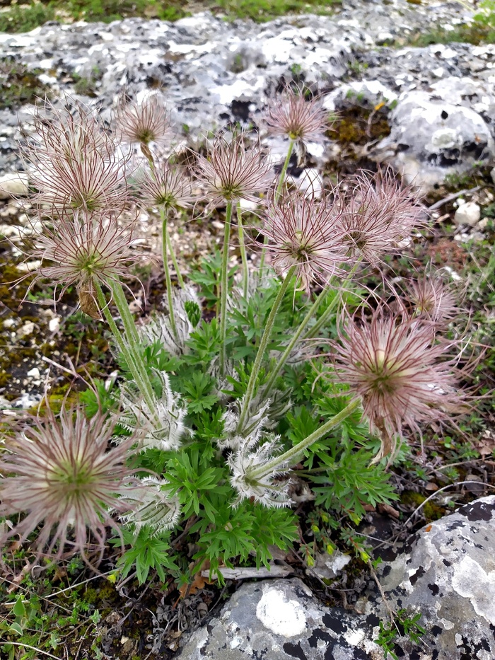 �������� �������� � ������. ���� �. ��������.