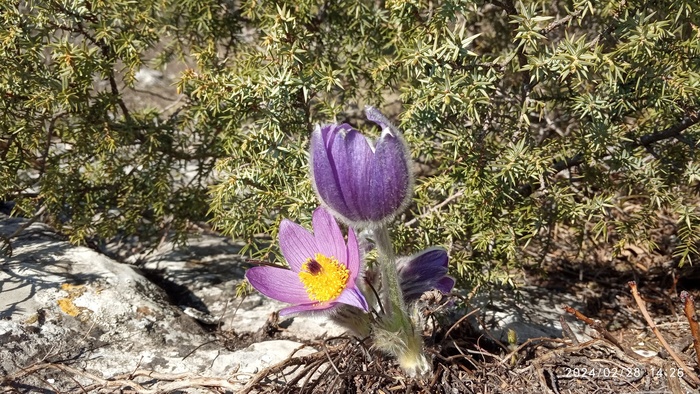 ���� �. �������.