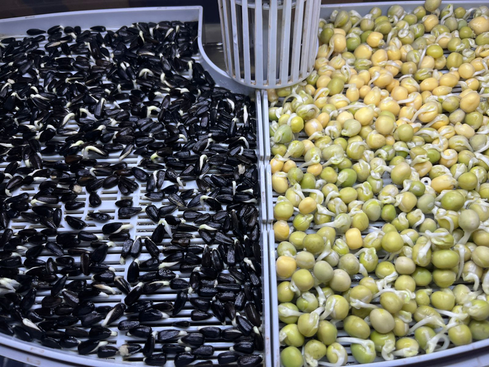 слева тёмные, справа светлые