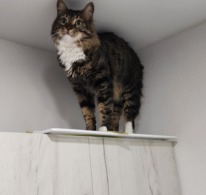 ���������� ������� #229