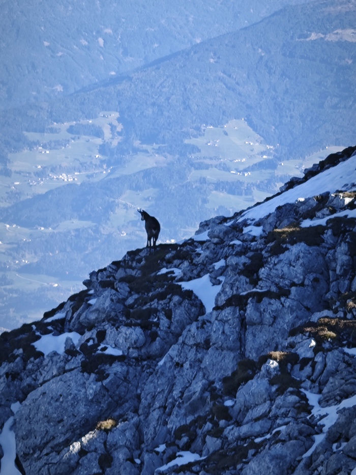 Горный козел