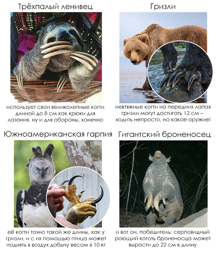 �������� ����� #81