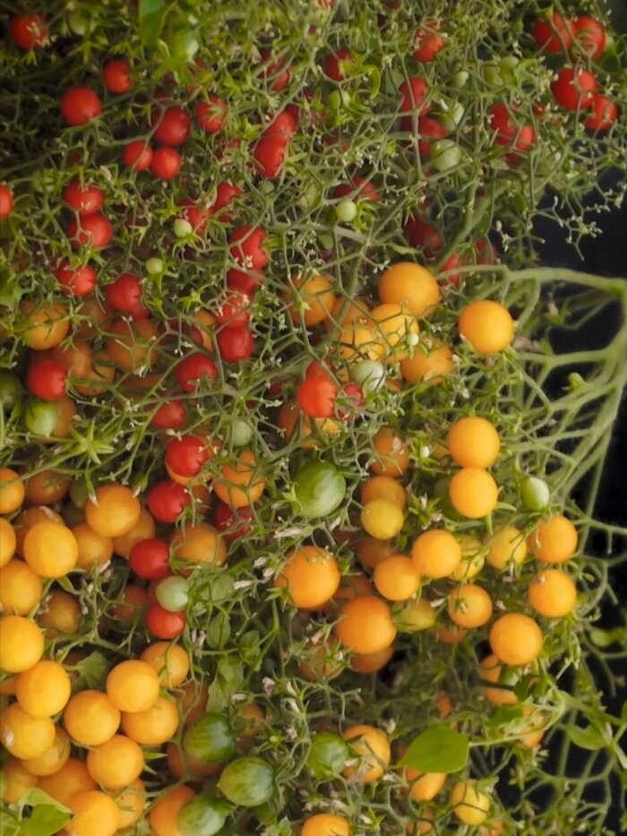 �������� � ���������� ���� �������� ����������� ���� ����