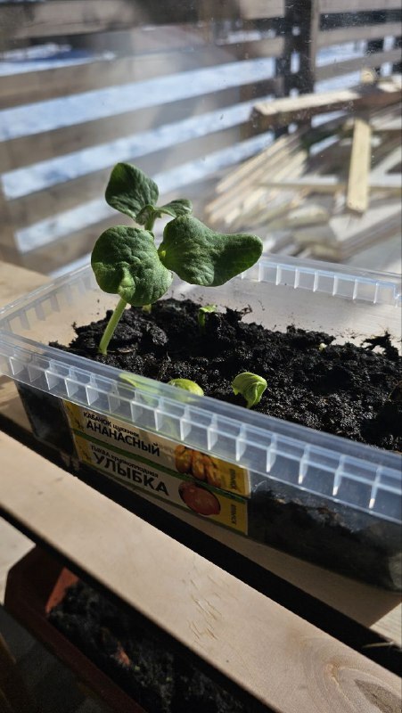 ��� ������ ���� ������ 