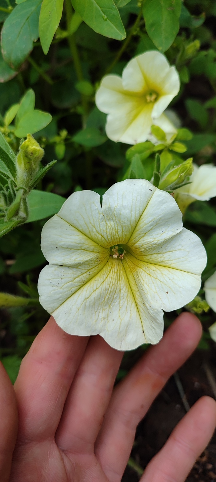 ����� ����� ������ ������� ������