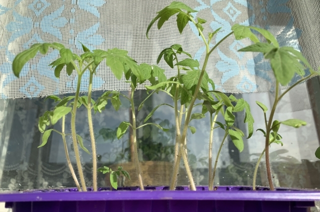 ������� ������� ������ ���� ������� ����: ���/ ����� ������